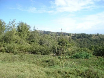 Terrain